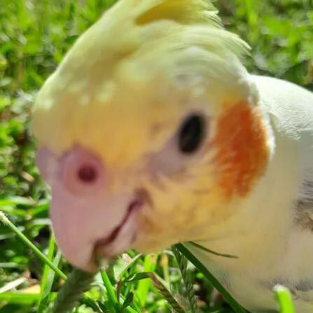 Cockatiel