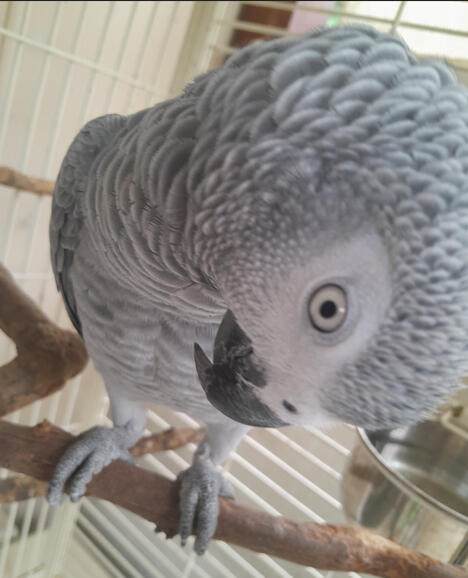 Pellets