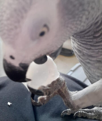 Pellets