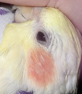 Pellets